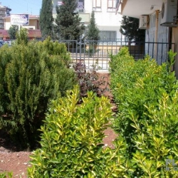 PLATİN KARAKÖPRÜ 1